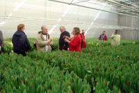 Excursie in de tulpenkas bij Kwekerij? (senioren)