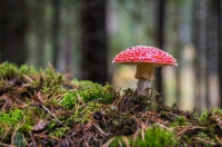 Herfststukje Wognum (bovenbouw)