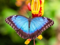 Vlindertuin Vlindorado (Nieuw) Senior